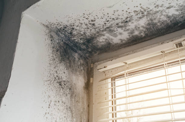 Affordable Hvac And Air Duct Mold Remediation solutions in Clinton, MI